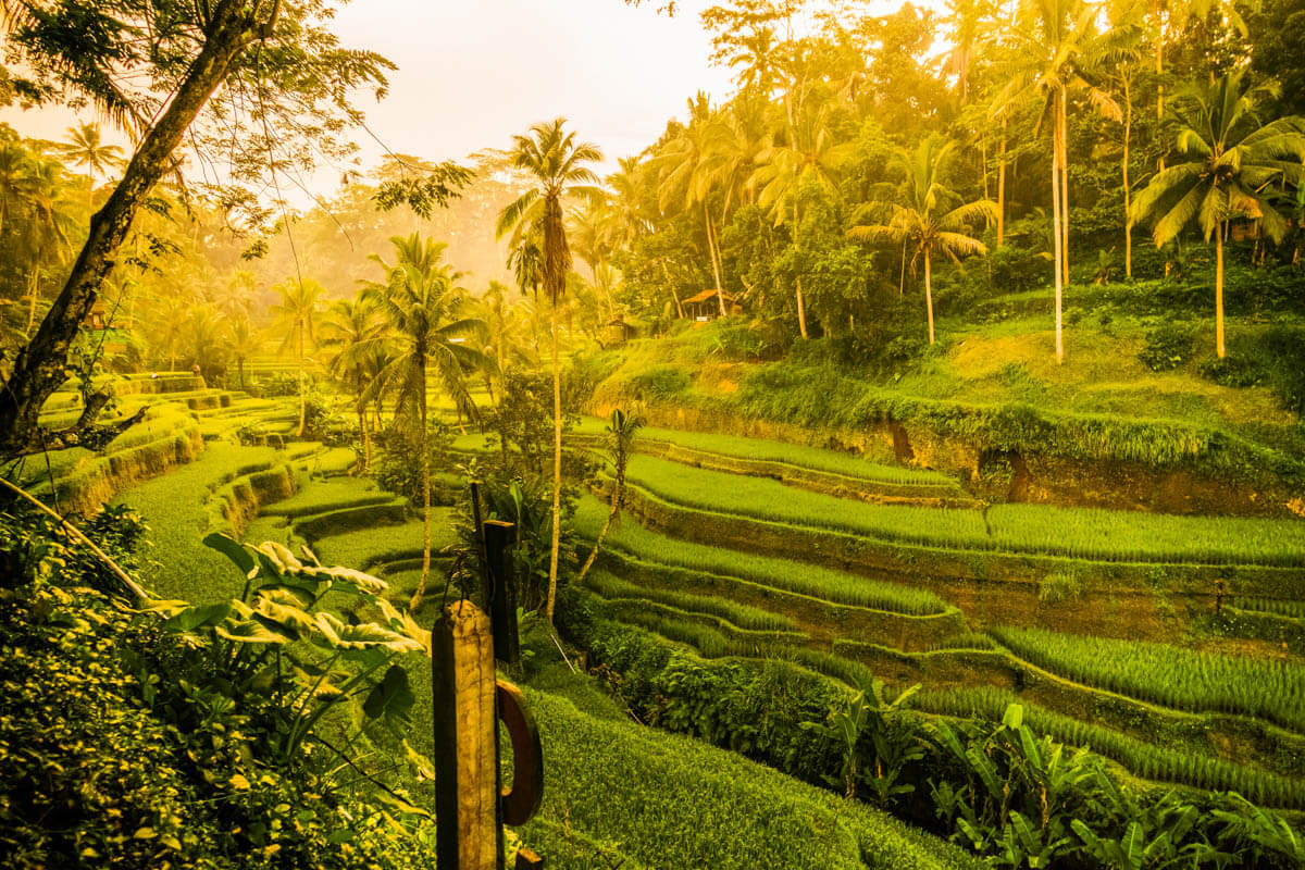在烏布（Ubud），巴厘島（Ubud）的12件事，一次令人難忘的冒險