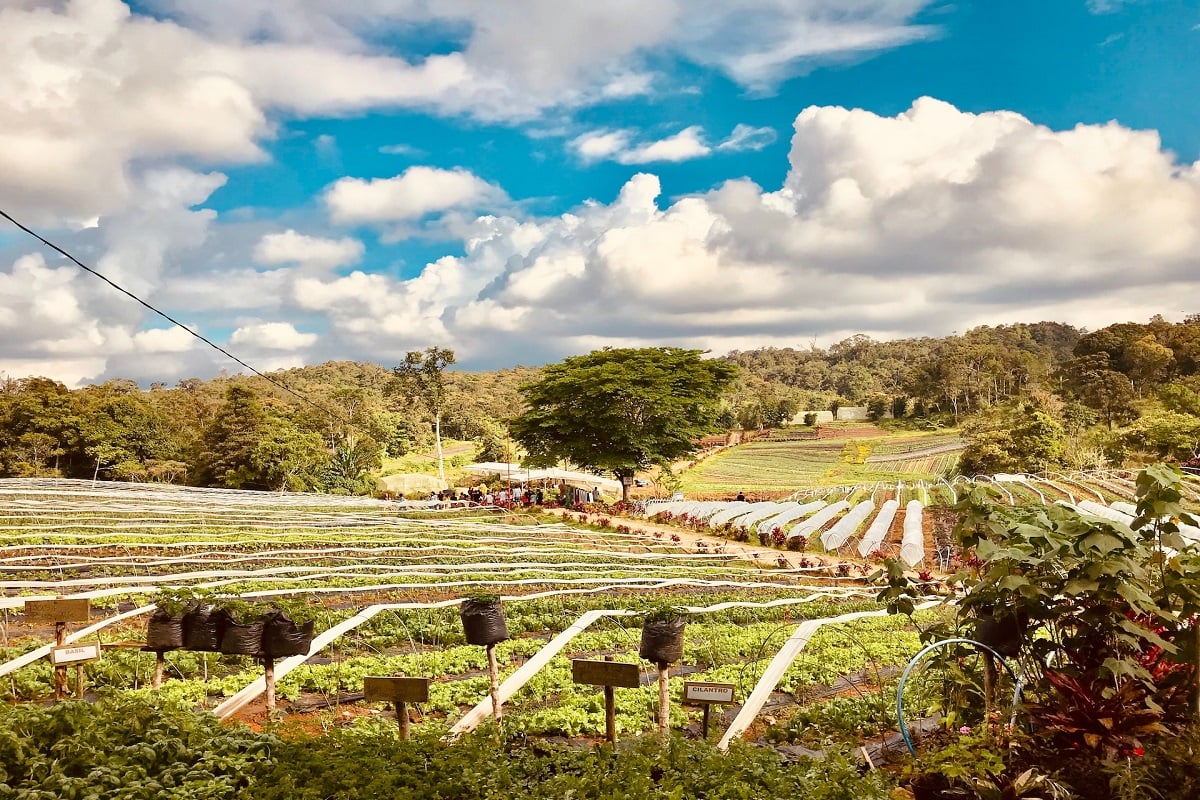 達沃市的12個最漂亮的景點，您將不相信存在