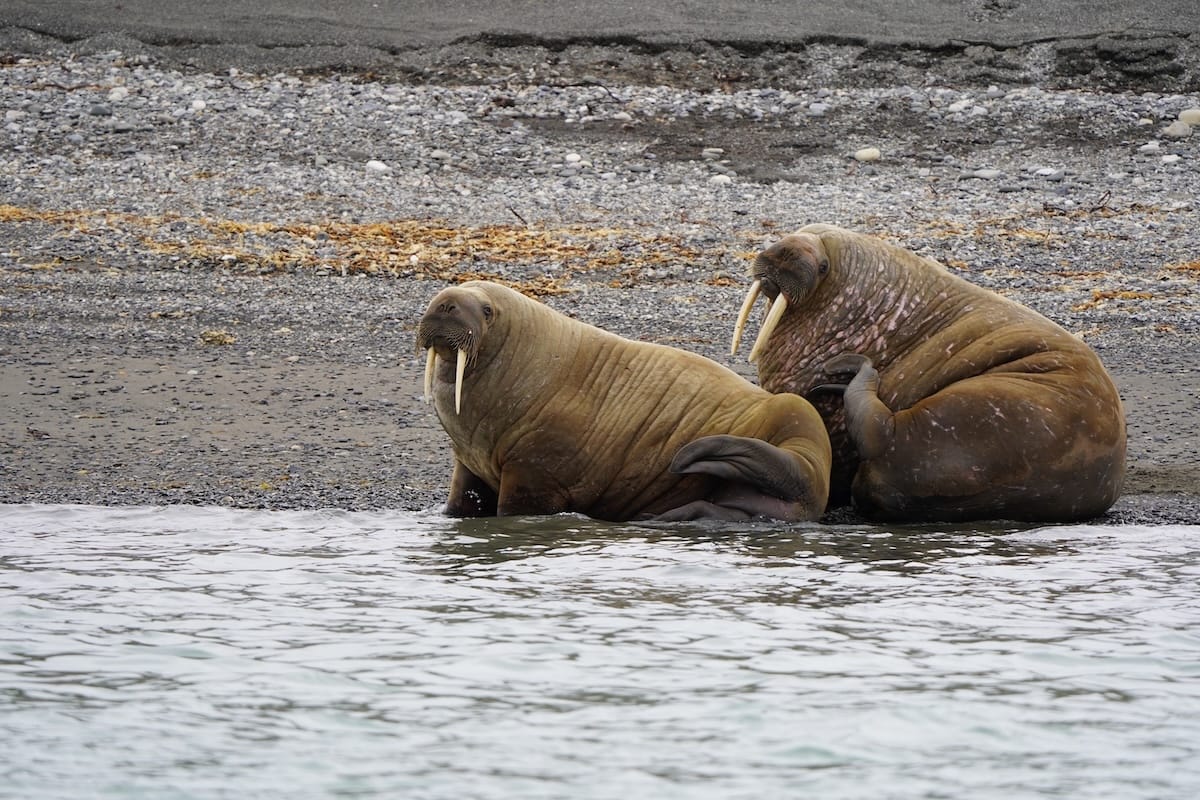 Svalbard Walrus Safari：期望什麼，常見問題解答以及如何預訂