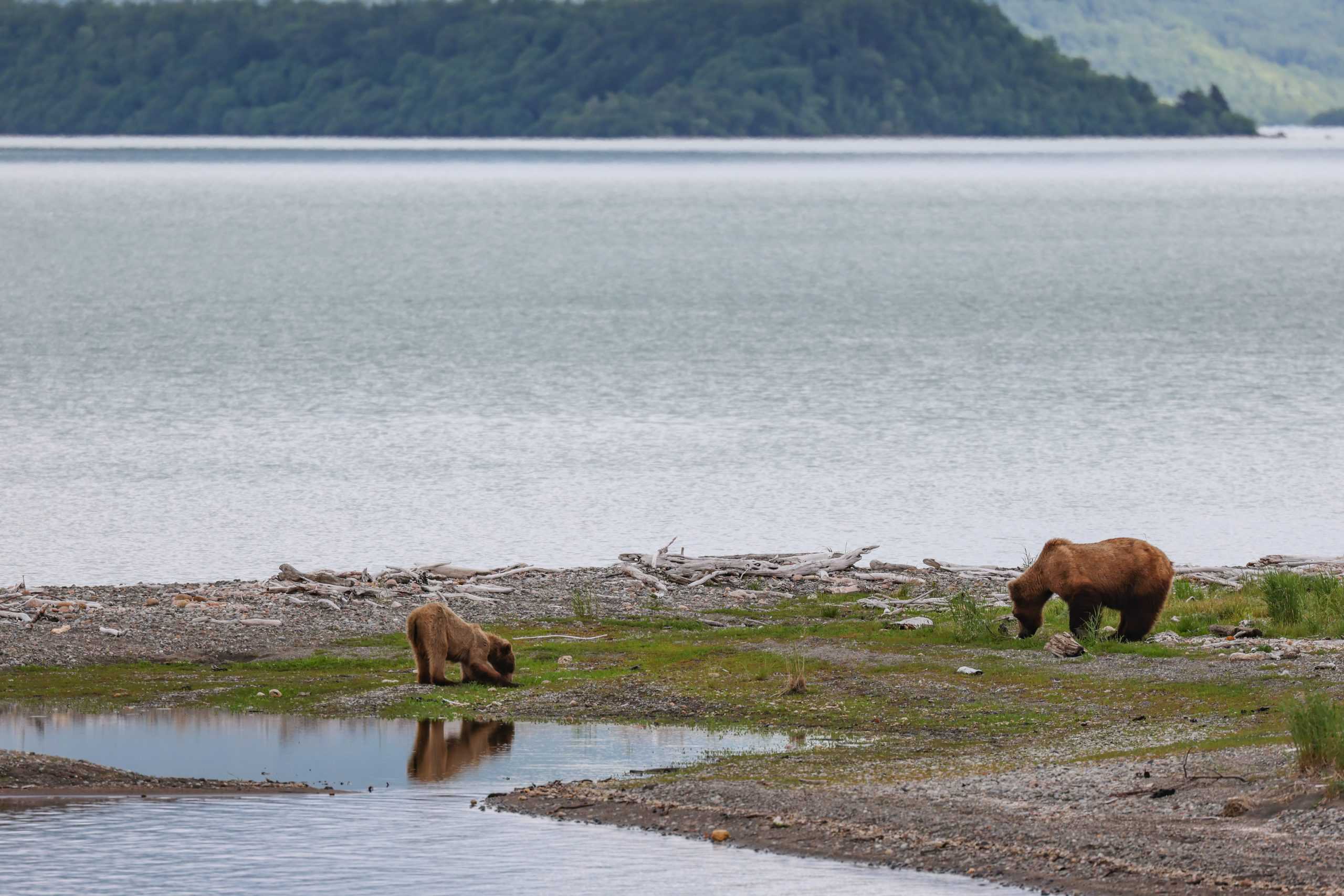 阿拉斯加六月：天氣信息和旅行提示