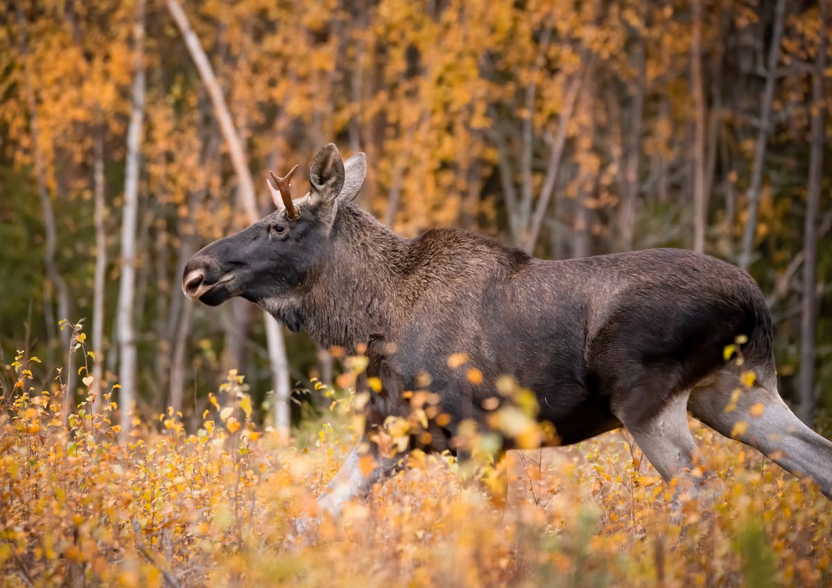 如何從Rovaniemi看駝鹿（最佳旅行 +技巧）