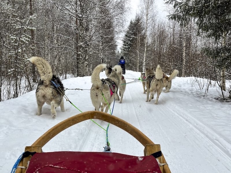 Rovaniemi的狗雪橇：最佳旅行，提示和常見問題