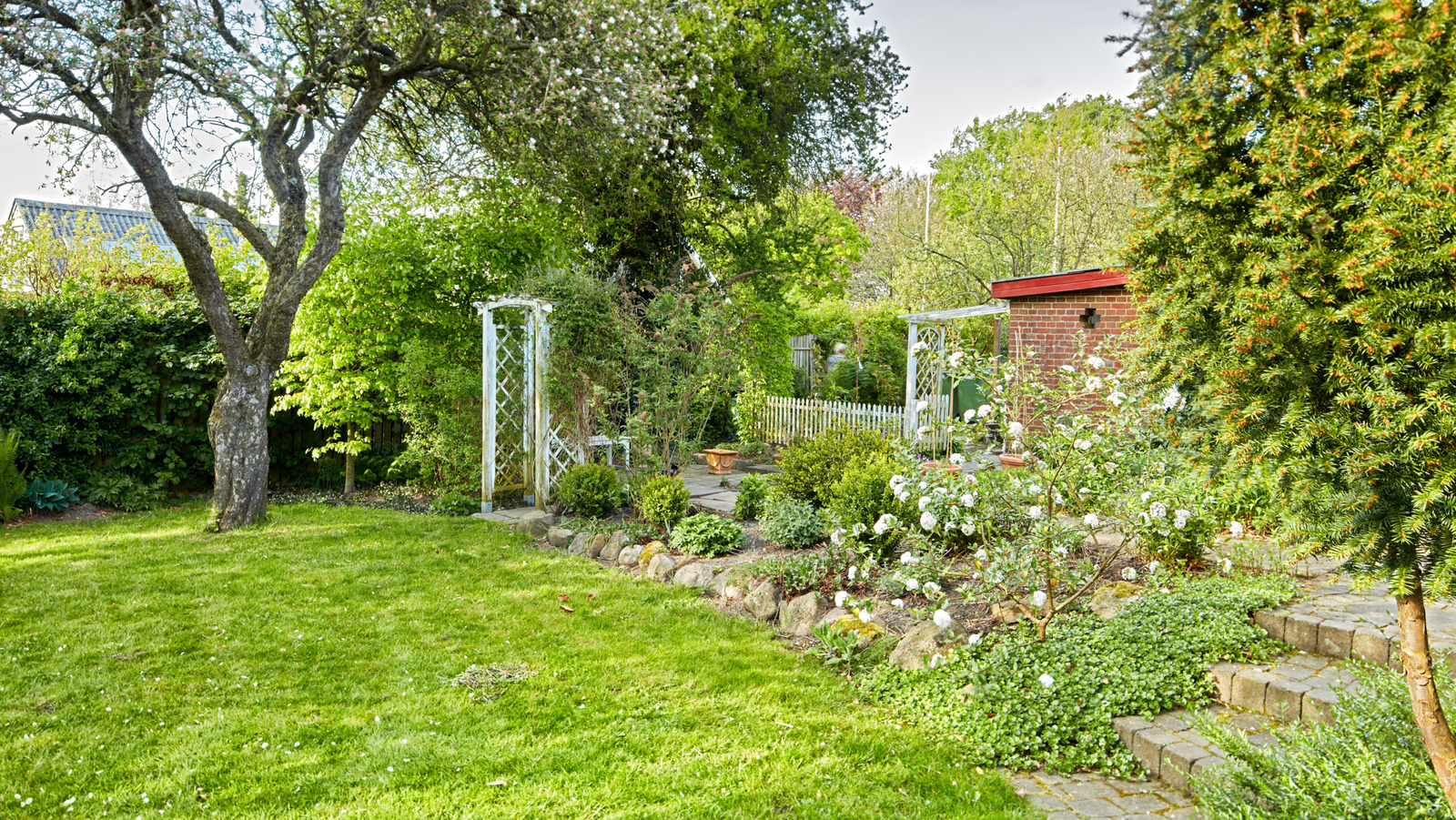 傳粉媒介喜歡的不尋常的水果環味的陰影樹